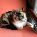 弱肉強食ならぬ弱猫強猫