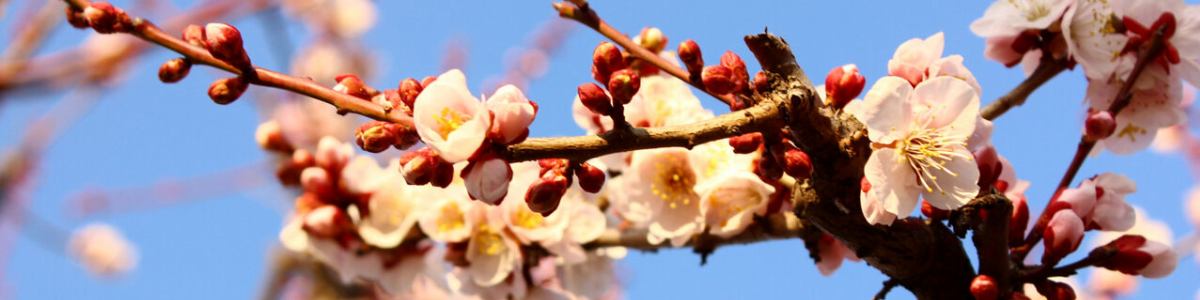 ららぽーと歯科 イメージ画像