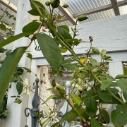 ＊バラの強い生命力に改めて感動した朝