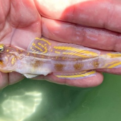 沖縄のトワイライトゾーンから鮮やかな黄色の新種ハゼ発見！