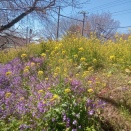 ただの日記　野川公園へ行く