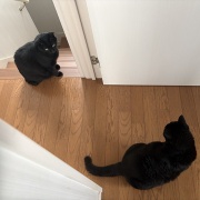 お互いが気になる猫たち
