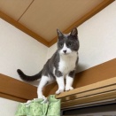 「すごいね！」とほめたら、猫はまたやってくれる