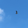 飛び込んだミサゴを撮る🦅📷（多々良沼公園）