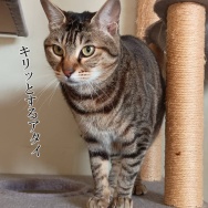 目が開かない。と、２０ルピーつくりました。