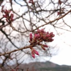 わに塚の桜　四季　２０２６　(地元発信)
