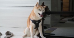 傾くシニア犬…