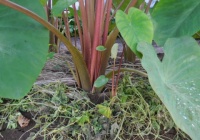 トネリンの風菜園 八頭芋に追い肥