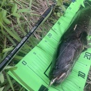 [釣果報告]晩夏にいただいていたヘビーカバー雷魚釣果報告紹介！