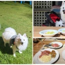 犬連れて 小谷流の里 ドギーズアイランド① サウスブリーズ