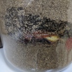 昆虫飼育　備忘録