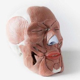 『今週のオススメ 平成29年10月16日号』の画像