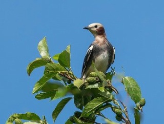 2025年7月27日の野鳥公園