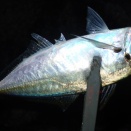 道端の短時間アジング──クレイジーチャーリーで拾う良型アジの表層ゲーム