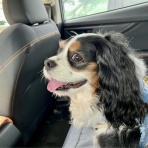 イヌじゃないの、ムスメなの☆