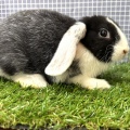 新しいうさぎさんのご紹介です🐇