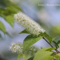 溜池の花