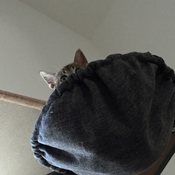 子猫からしか得られない栄養がある