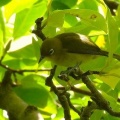 2026年6月16日の野鳥公園