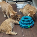 『猫ちゃん達、シャンプーへお出かけ』の画像