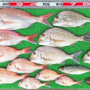 2026年4月18日　釣果