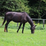 『雑草』の画像