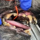 駆け込みは無理なんです・・・　〜重度歯石とスケーリング〜