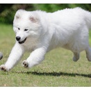 10-10-4　木下　ルークくん　7か月　南あわじドッグラン・飛行犬撮影所にて