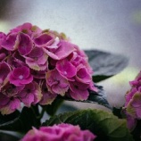 『また夫が突然』の画像