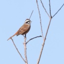 カシラダカ、まだいるアオアシシギ