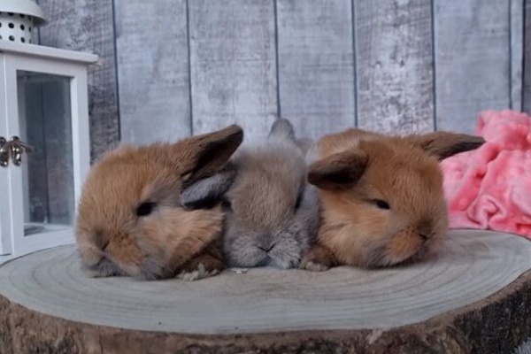 うのくらし ミニロップ