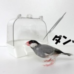 ブンチョ日誌