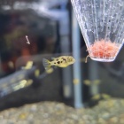 『12月21日(火)　熱帯魚入荷情報』の画像