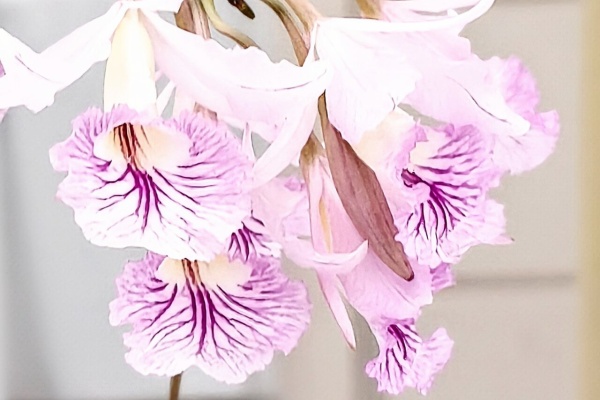 ユーフォルビア・オベサ・ドットコム - サンシャインシティ世界の蘭展