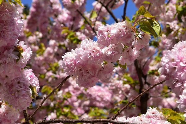 弘前公園桜情報 弘前公園紅葉情報