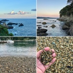 SONOアクアプランツファーム水草･海藻情報局