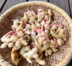 プランター菜園の収穫まつりだー
