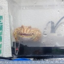 ツノガエル口を開けて威嚇？🐸