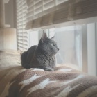 ソファーの上の猫と私