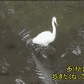 シラサギ・カルガモ