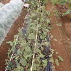 果樹と野菜の栽培時々釣り、横須賀(新)