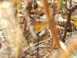 2026年1月12日の野鳥公園