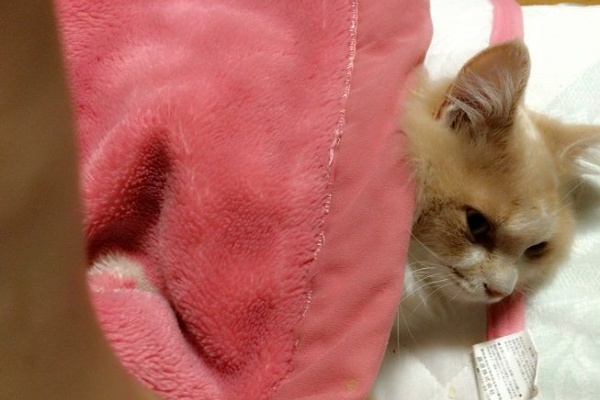 彷徨う日記 猫 彷徨う日記 猫