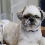 『【里親募集中】シーズーのリッキー』の画像