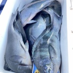 くろはえまるのblog