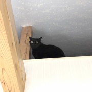 【猫写真】ひとりの時間を楽しみたいスミちゃん