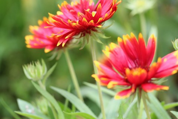 植物のある暮らし 黄色 オレンジ系の花