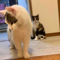 リビング集合待ちのキャリコちゃん