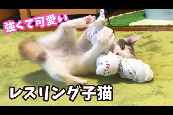 カリン様のトランクス 18年09月 2