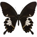 タイワンモンキアゲハ♂ (台湾) Papilio nephelus chaonulus
